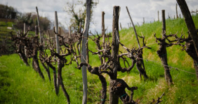 Slovenia: Edi Simčič, one of the stars of Brda