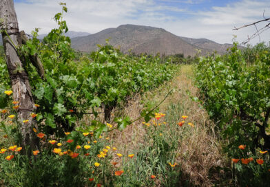 2025, a wine year in pictures