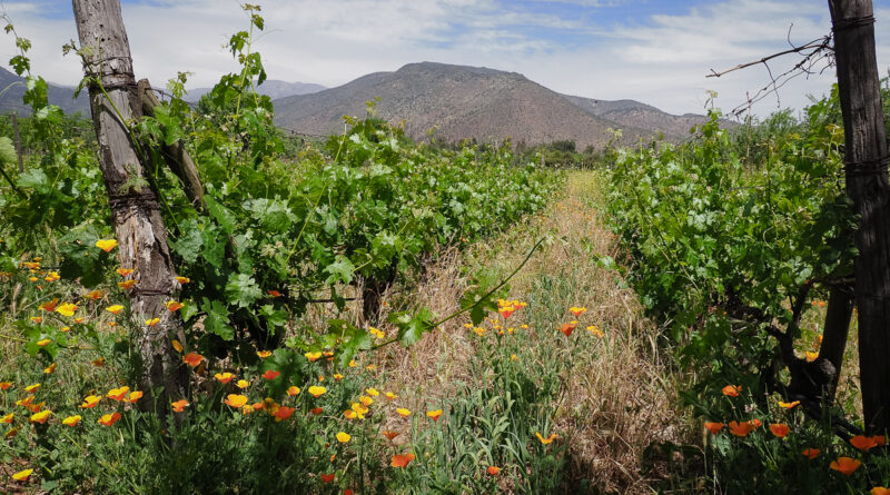 2025, a wine year in pictures