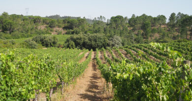 Prior Lucas, an interesting, innovative producer in Portugal’s Bairrada region