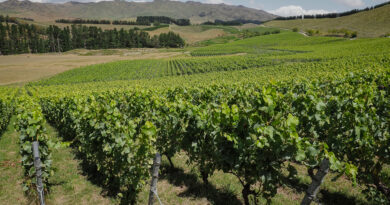 North Canterbury, New Zealand (9) Pyramid Valley