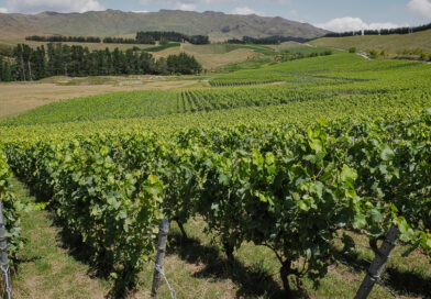North Canterbury, New Zealand (9) Pyramid Valley North Canterbury, New Zealand (9) Pyramid Valley