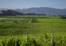New Zealand Pinot Noir is in a good place! Tasting 27 examples from across the country