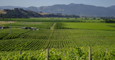 New Zealand Pinot Noir is in a good place! Tasting 27 examples from across the country