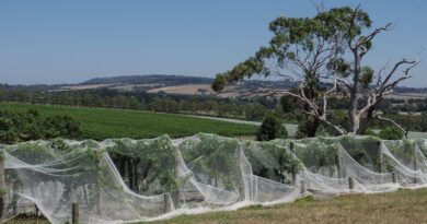 Yabby Lake is a star of the Mornington Peninsula, making some of Australia’s best Pinot Noir and Chardonnay