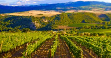 Brunello di Montalcino is unashamedly a wine that takes time to mature, and time feels noticeably short for us all. In a world that values fast trends, fashion and instant gratification, might patience be rewarded?