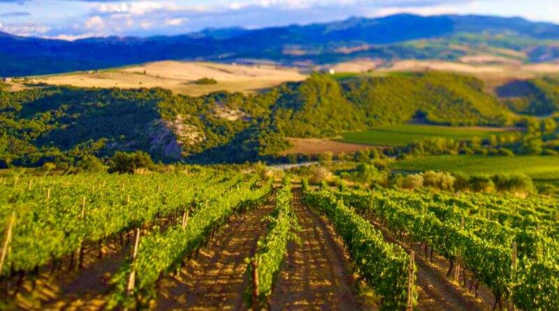 Brunello di Montalcino is unashamedly a wine that takes time to mature, and time feels noticeably short for us all. In a world that values fast trends, fashion, freshness and instant gratification, might patience be rewarded? Brunello di Montalcino is unashamedly a wine that takes time to mature, and time feels noticeably short for us all. In a world that values fast trends, fashion, freshness and instant gratification, might patience be rewarded?