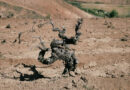 Some old vine images: a few of my photographs of the crusty old sea dogs of the wine world