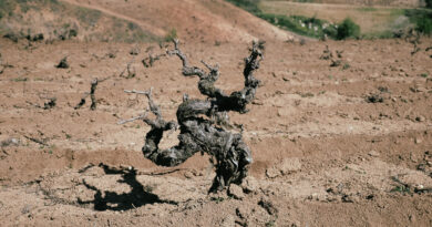 Some old vine images: a few of my photographs of the crusty old sea dogs of the wine world