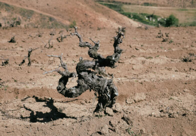 Some old vine images: a few of my photographs of the crusty old sea dogs of the wine world