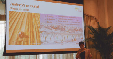 Winter Vine Burial in China, a seminar from Professor Huiqin Ma, China Agricultural University