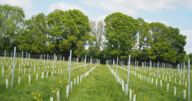 woodfine wine england