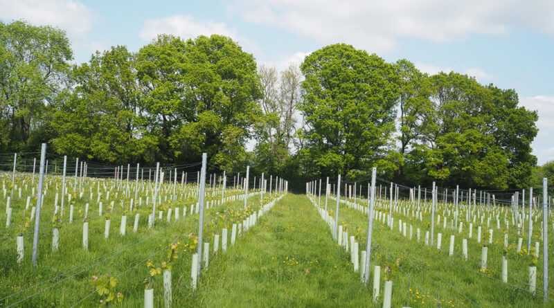 Woodfine: radically natural wines and ciders from a farm on the edge of the Chilterns who have measured the impact of their regenerative approach woodfine wine england
