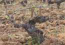 How pruning is done in Bourgogne (Burgundy)