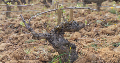 How pruning is done in Bourgogne (Burgundy) How pruning is done in Bourgogne (Burgundy)