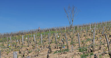 Some photographs from Corton-Charlemagne, Bourgogne