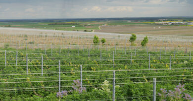 Video: regenerative viticulture at Champagne Perrier-Jouët