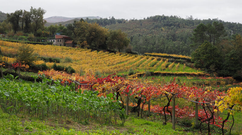 Portugal’s Vinho Verde, a region transforming itself