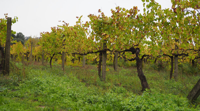 Exploring Vinho Verde: Casa de Cello