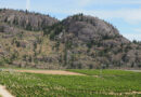 Canada’s Okanagan and Similkameen Valleys (8) Burrowing Owl