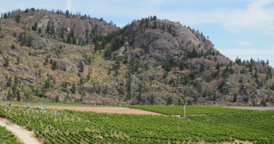 Canada’s Okanagan and Similkameen Valleys (8) Burrowing Owl