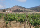 Tenerife winery Altos de Trevejos starts a new phase with Borja Pérez as winemaker