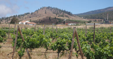 Tenerife winery Altos de Trevejos starts a new phase with Borja Pérez as winemaker