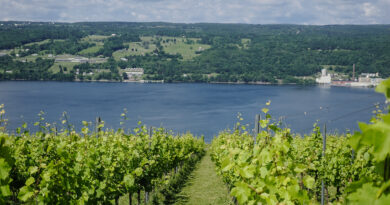 Visiting Hillick & Hobbs with winemaker Lynne Fahy – one of the most spectacular vineyards in the Finger Lakes region of New York State