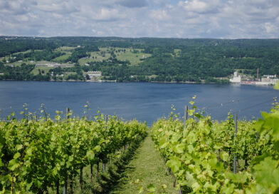 Visiting Hillick & Hobbs with winemaker Lynne Fahy – one of the most spectacular vineyards in the Finger Lakes region of New York State