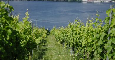 Video: Hollick & Hobbs, Seneca Lake, Finger Lakes, New York