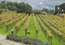 Exploring Vinho Verde: Covela, who helped lead the region’s charge to more serious wine styles