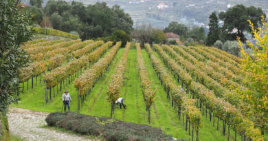 Exploring Vinho Verde: Covela, who helped lead the region’s charge to more serious wine styles