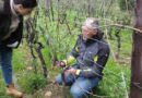 Video: Spur pruning masterclass with Livio Tognon of Simonit & Sirch