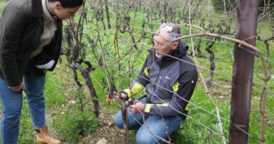 Video: Spur pruning masterclass with Livio Tognon of Simonit & Sirch Video: Spur pruning masterclass with Livio Tognon of Simonit & Sirch