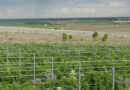 Champagne Perrier Jouët have implemented regenerative viticulture in half of their vineyard area, and they are already seeing differences in the base wines