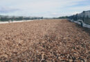 Biofiltro: cleaning up winery waste water with worm power, creating high-quality compost at the same time