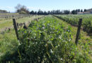 Beaumes-de-Venise exploration: Domaine La Ligière