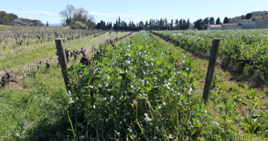 Beaumes-de-Venise exploration: Domaine La Ligière