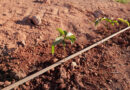 Exploring speciality coffee and its parallels with fine wine: planning for the future, looking at new coffee varieties