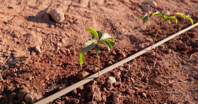 Exploring speciality coffee and its parallels with fine wine: planning for the future, looking at new coffee varieties