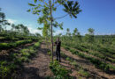Video: visiting an agroforestry coffee plantation in Brazil, the 15 hectare Sombra experiment that’s a collaboration between Fazenda Mió and Volcano Coffee Works in the UK Video: visiting an agroforestry coffee plantation in Brazil, the 15 hectare Sombra experiment that’s a collaboration between Fazenda Mió and Volcano Coffee Works in the UK