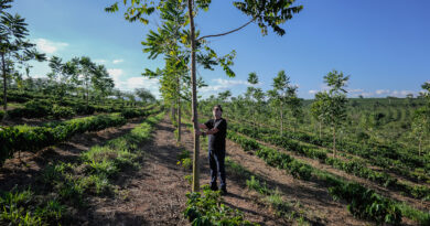 Video: visiting an agroforestry coffee plantation in Brazil, the 15 hectare Sombra experiment that’s a collaboration between Fazenda Mió and Volcano Coffee Works in the UK
