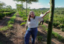 Exploring speciality coffee and its parallels with fine wine: regenerative farming in coffee production at the Sombra agroforestry project at Fazenda Mió in Brazil