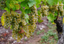 Mosel Riesling: tasting through some of the best examples at the VDP tasting 2026