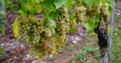 Mosel Riesling: tasting through some of the best examples at the VDP tasting 2026