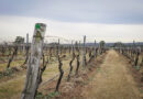 Exploring the Hunter Valley (3) Margan