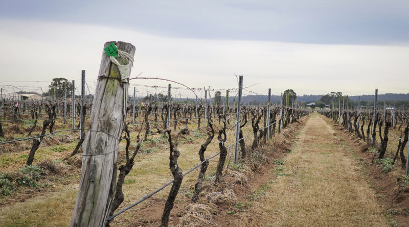Exploring the Hunter Valley (3) Margan