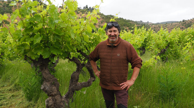 Chile maule wine region gonzalez bastias