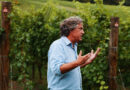Video: Vintage time at Hundred Hills, making the Rosé de Saignée cuvée Video: Vintage time at Hundred Hills, making the Rosé de Saignée cuvée