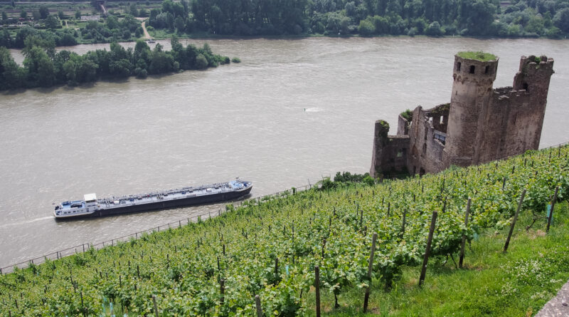 Rheingau riesling tasting